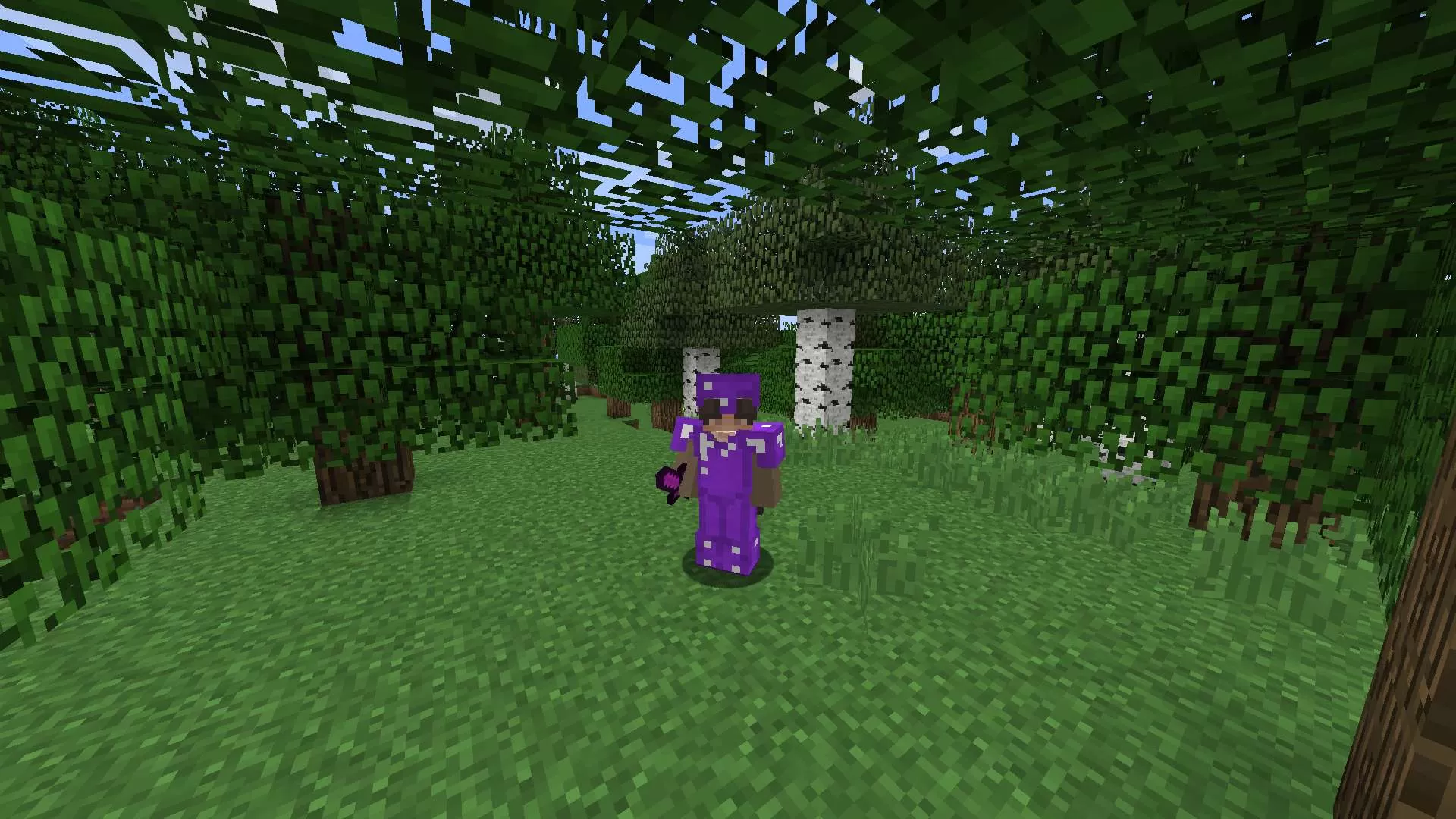 Gallery Image 6 for Elderberry V1 on PVPRP